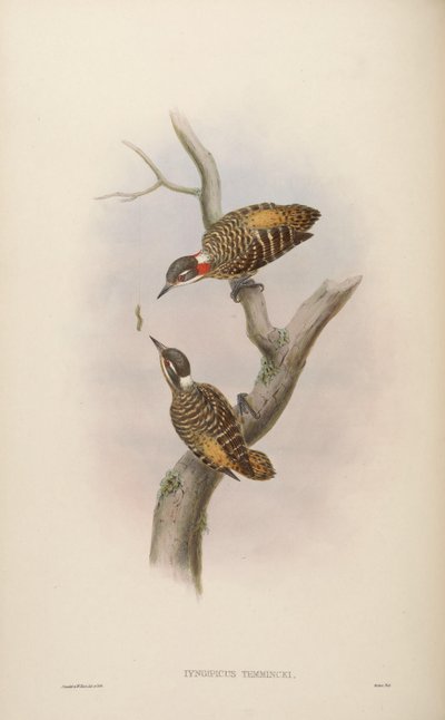 Iyngipicus temmincki = Dendrocopos temminckii by John Gould